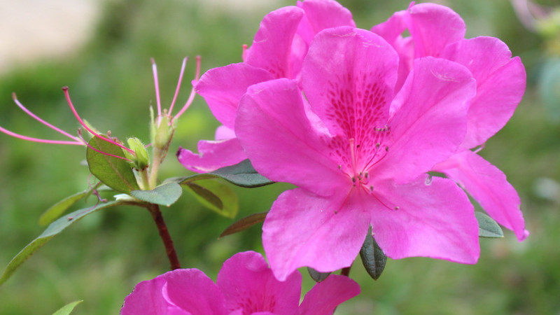 杜鹃花什么季节开花