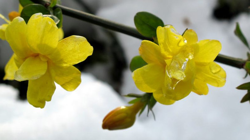 迎春花四季常绿吗