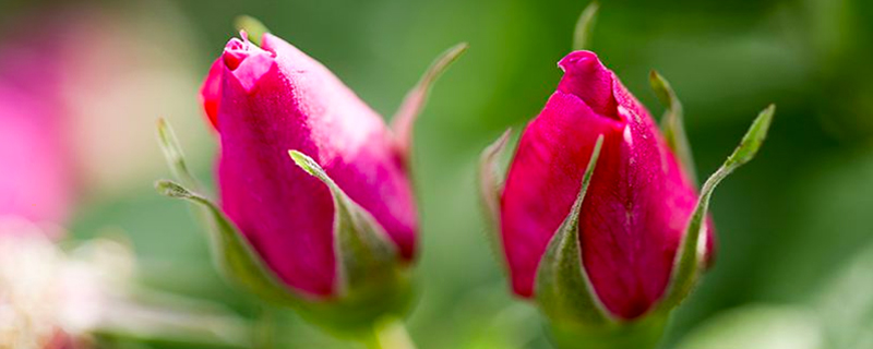 玫瑰花的养殖方法和注意事项