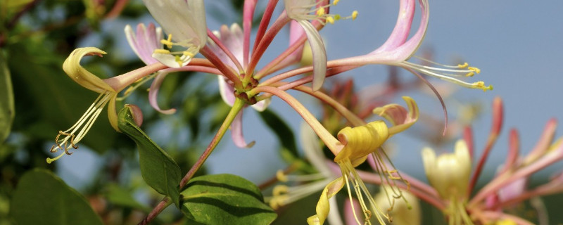 金银花夏天或秋天掉叶子吗