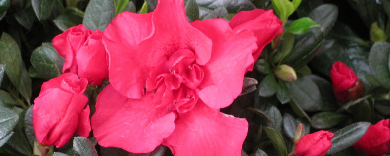 杜鹃花花瓣枯萎的原因
