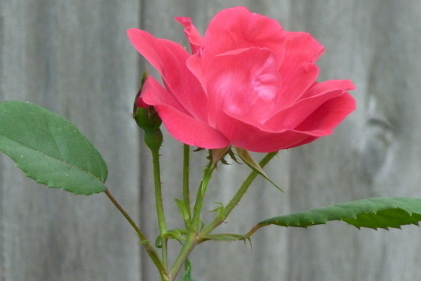 玫瑰花水养方法和注意事项 发财农业网