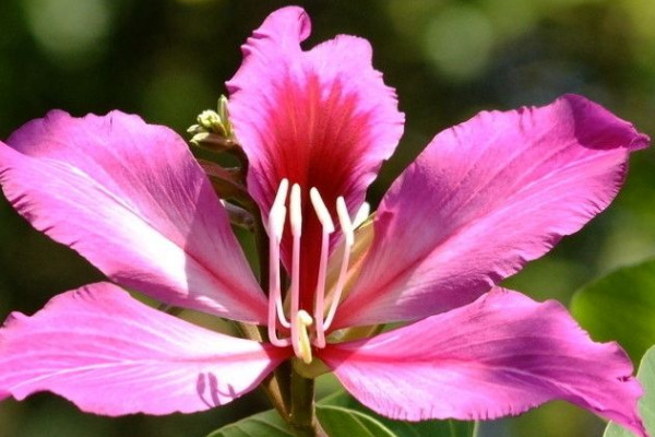 紫荆花施肥常识