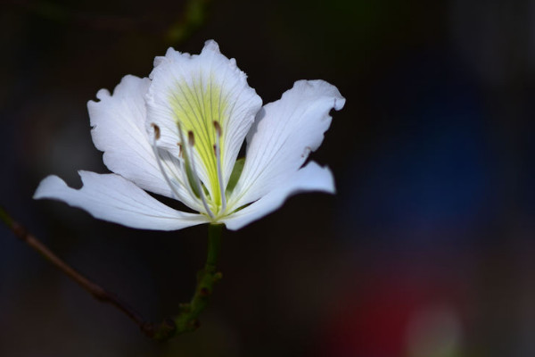 紫荆花施肥常识