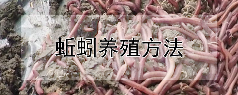 蚯蚓养殖方法