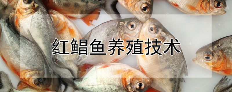 红鲳鱼养殖技术