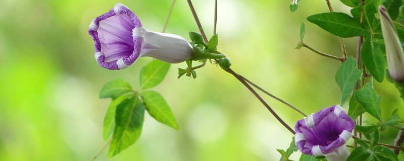 牵牛花不开花的原因