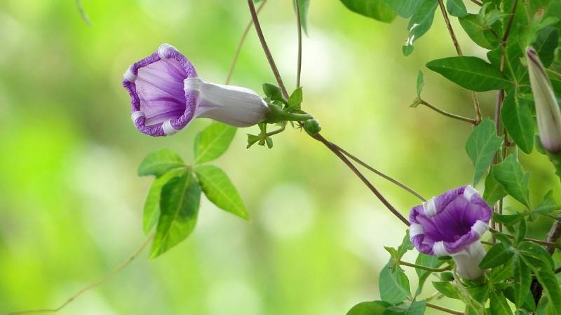 牵牛花不开花的原因