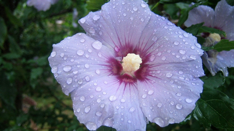 芙蓉花的特点