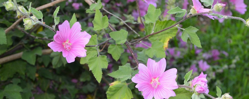 芙蓉花是什么季节开的