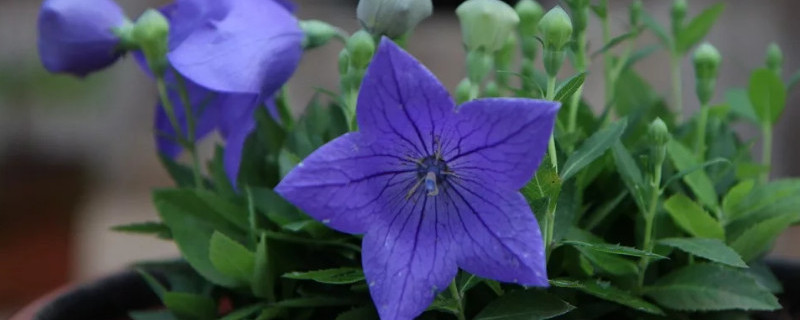 牵牛花发芽了怎么养