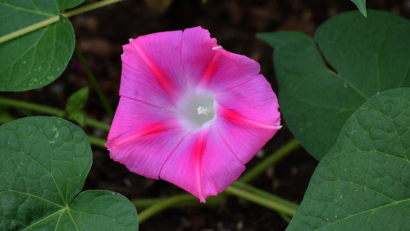 牵牛花为什么叫牵牛花