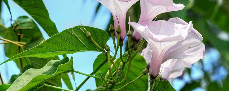 牵牛花种子怎么种