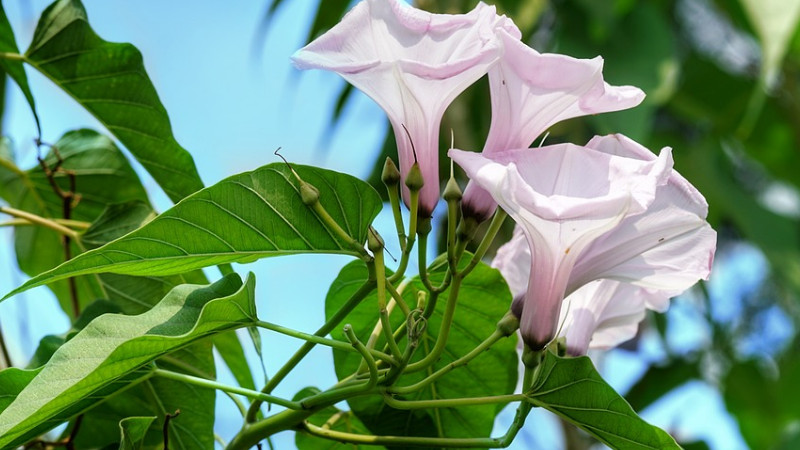 牵牛花种子怎么种