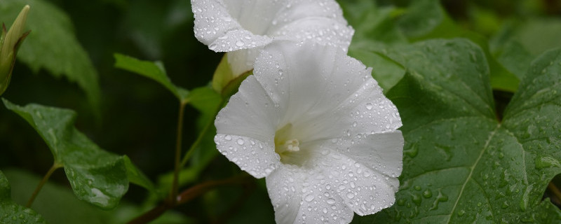 室外怎么养牵牛花