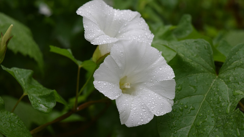 室外怎么养牵牛花