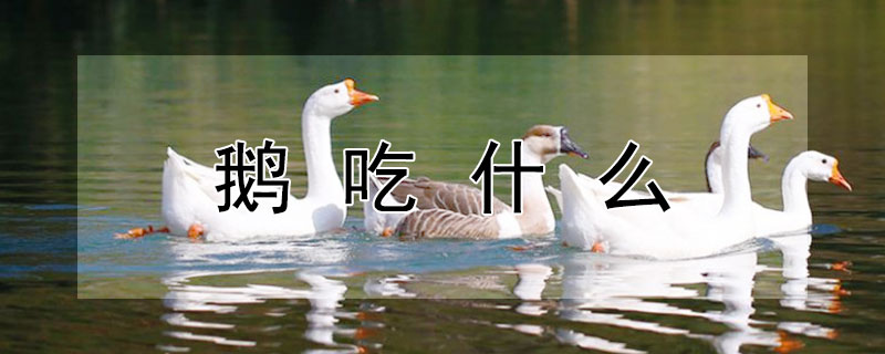 鹅吃什么