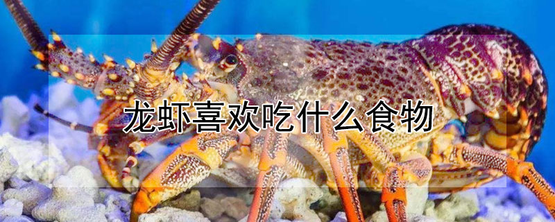 小龙虾吃什么 钓鱼百科 爱钓网