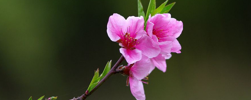 樱花春天开吗