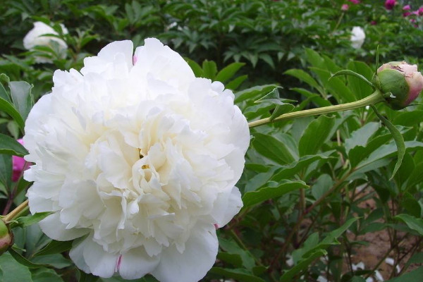 芍药什么时候换盆土好