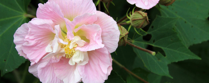 芙蓉花不长花苞怎么办