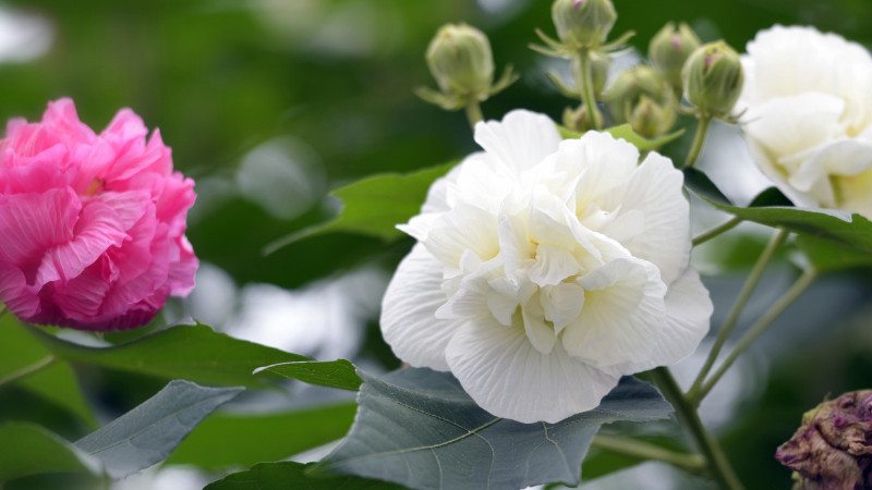 芙蓉花不长是什么原因