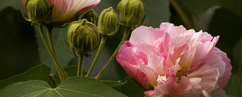 芙蓉花根部是种球吗