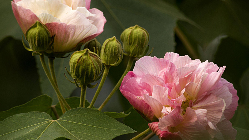 芙蓉花根部是种球吗