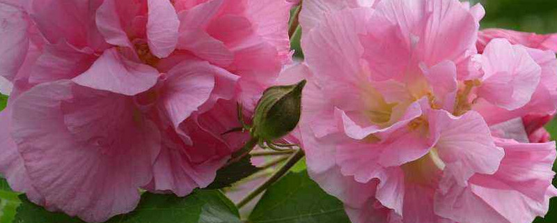 芙蓉花根烂了怎么办