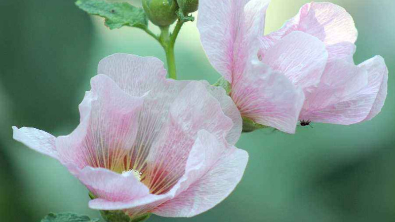 芙蓉花花开好后怎么修剪