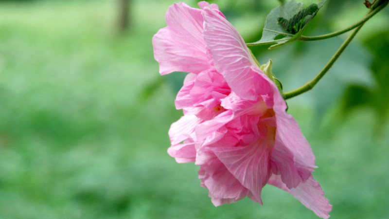 芙蓉花小苗怎么养护