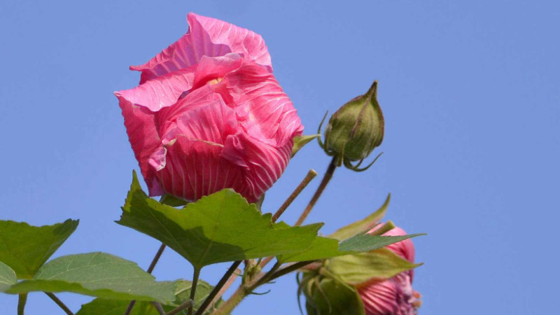 芙蓉花叶片水培的方法