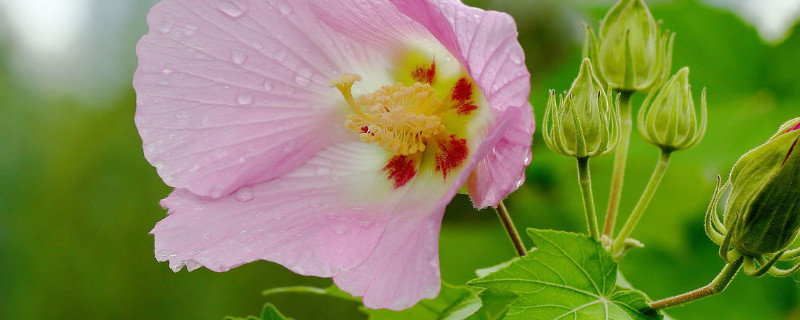 芙蓉花叶子打蔫怎么办