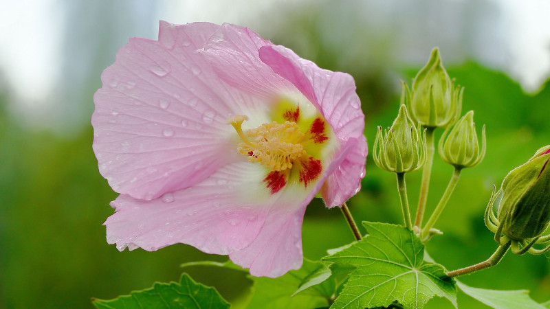 芙蓉花叶子打蔫怎么办