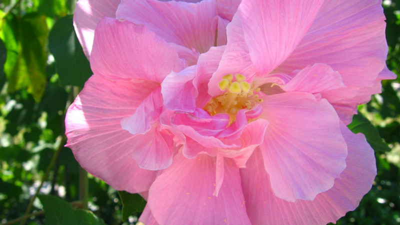 芙蓉花葉子發(fā)白怎么回事