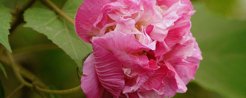 芙蓉花叶子干枯怎么办