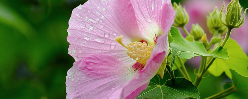 芙蓉花叶子为什么发黄