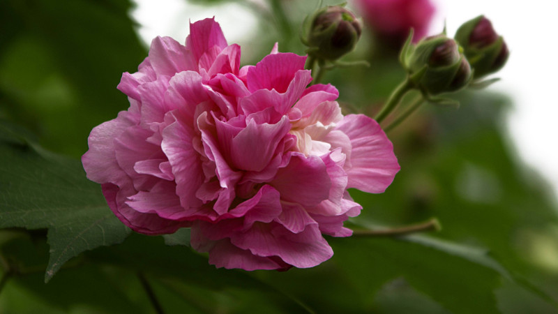 芙蓉花栽培与管理方法