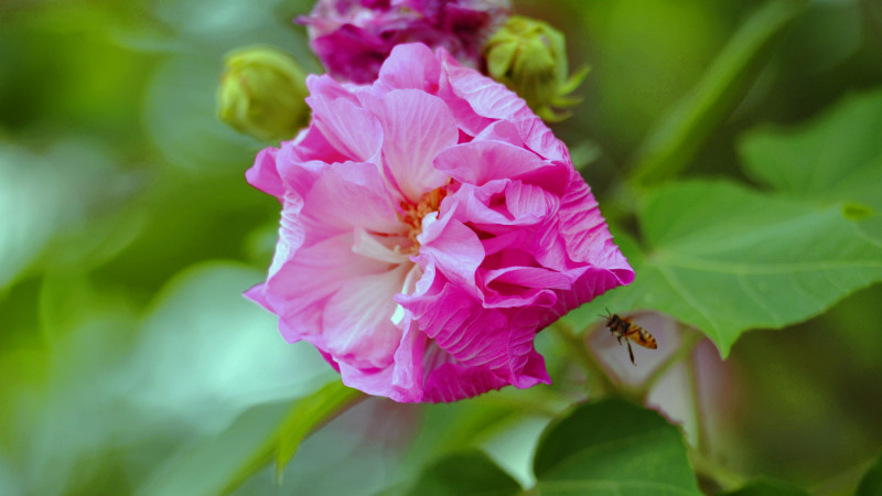 芙蓉花怎么生根