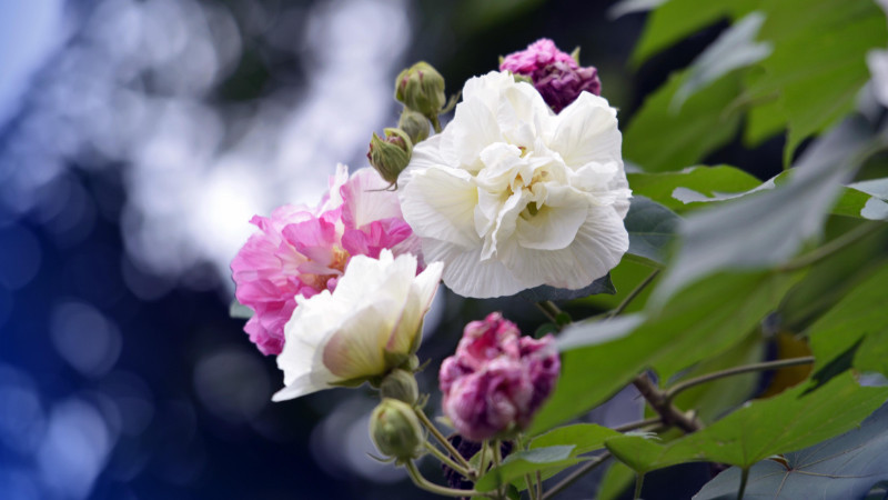 芙蓉花怎样过冬