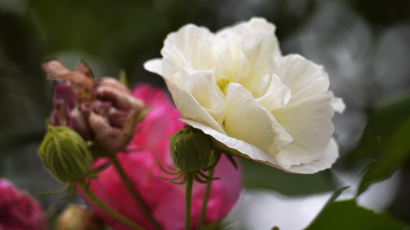 芙蓉花怎样修剪