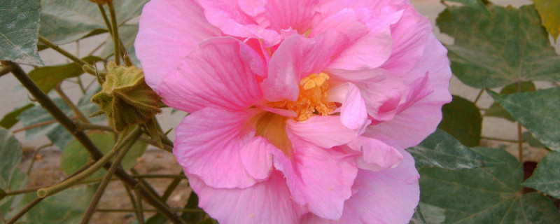 芙蓉花怎样用叶片扦插