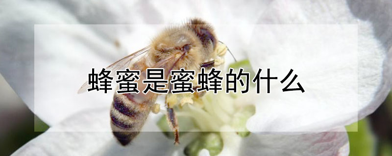 蜂蜜是蜜蜂的什么