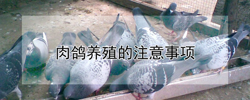肉鸽养殖的注意事项