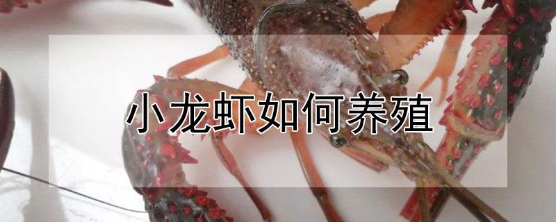 小龙虾如何养殖