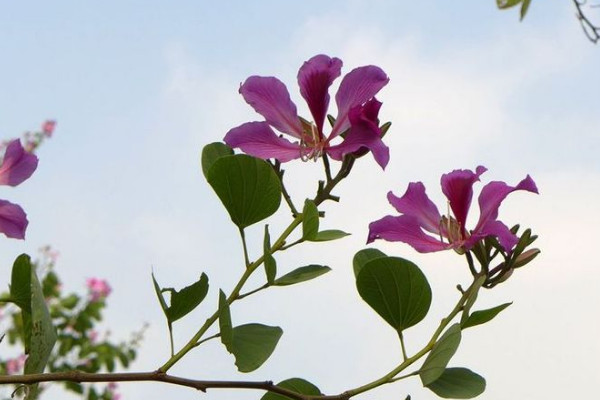 紫荆花树怎么种