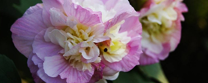 芙蓉花花期多长