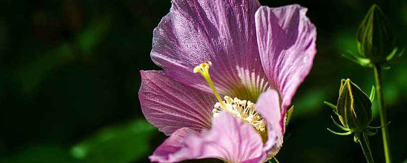 芙蓉花盆栽的养殖方法