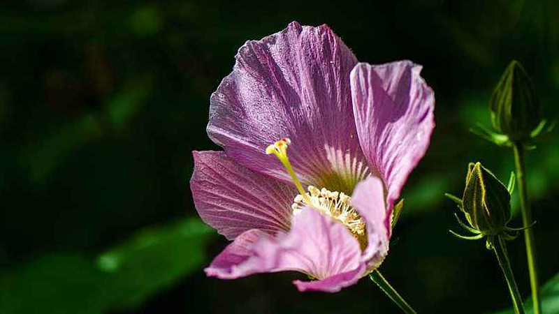 芙蓉花盆栽的养殖方法