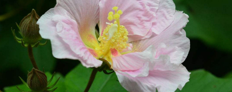 芙蓉花是海棠花吗